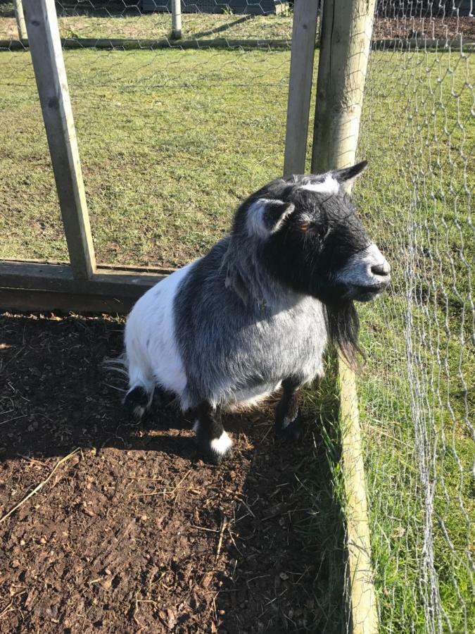 Willow Court Farm Studio South & Petting Farm, 8 Mins From Legoland & Windsor, 15 Mins From Lapland Uk Eksteriør bilde