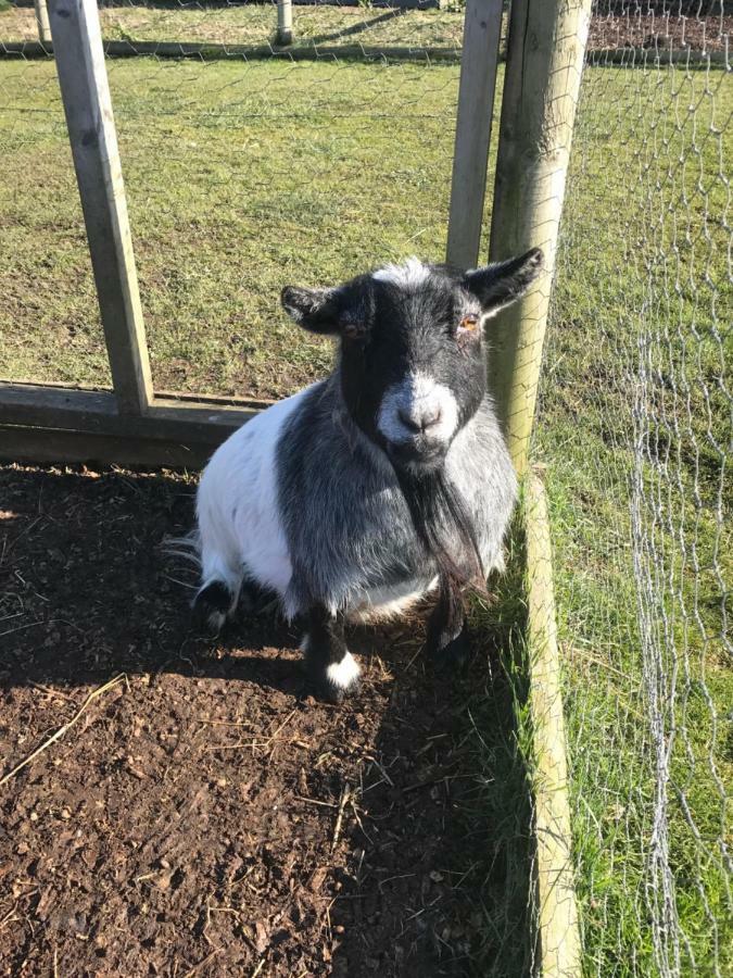 Willow Court Farm Studio South & Petting Farm, 8 Mins From Legoland & Windsor, 15 Mins From Lapland Uk Eksteriør bilde