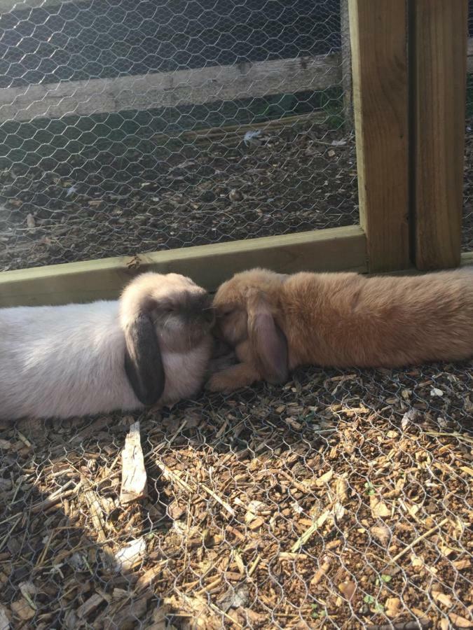 Willow Court Farm Studio South & Petting Farm, 8 Mins From Legoland & Windsor, 15 Mins From Lapland Uk Eksteriør bilde