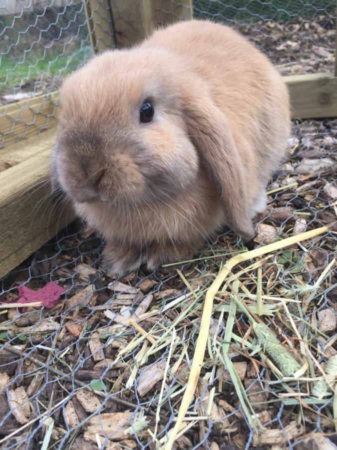 Willow Court Farm Studio South & Petting Farm, 8 Mins From Legoland & Windsor, 15 Mins From Lapland Uk Eksteriør bilde